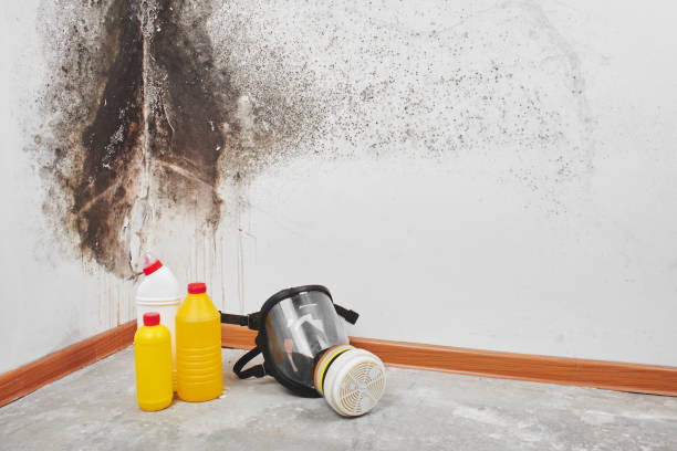 Best Crawl Space Mold Removal  in Hurlburt Field, FL