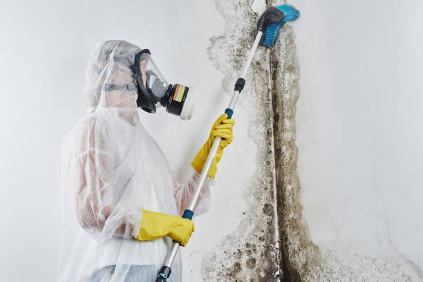 Best Attic Mold Removal  in Hurlburt Field, FL