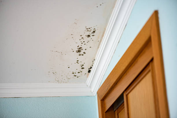 Best Residential Mold Removal  in Hurlburt Field, FL
