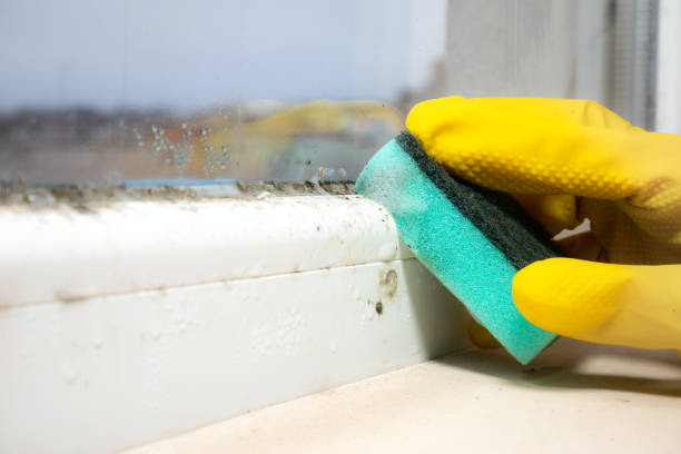 Best Toxic Mold Removal  in Hurlburt Field, FL