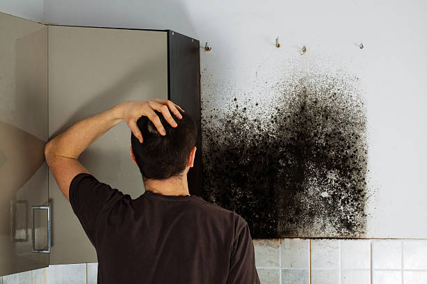 Best Mold Testing  in Hurlburt Field, FL