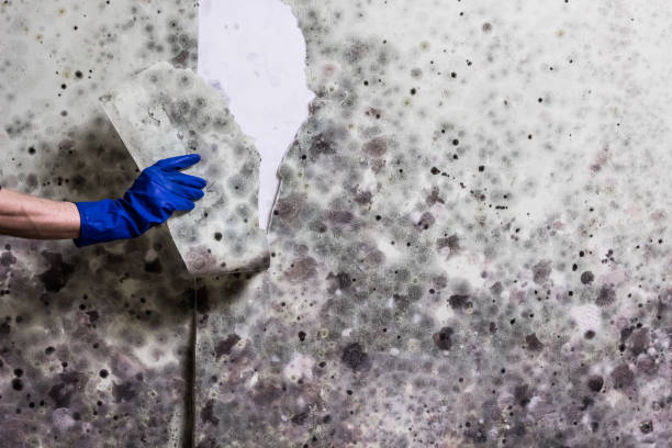 Best Mold Cleaning Services  in Hurlburt Field, FL