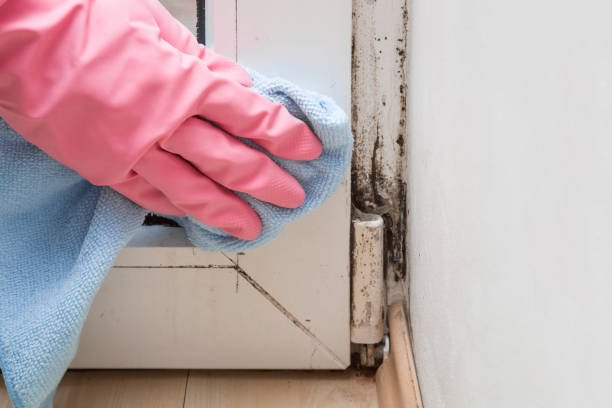 Best Mold Damage Repair  in Hurlburt Field, FL