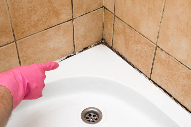 Best Local Mold Removal Service  in Hurlburt Field, FL